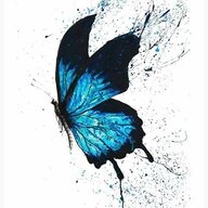 Gorgeous Butterfly