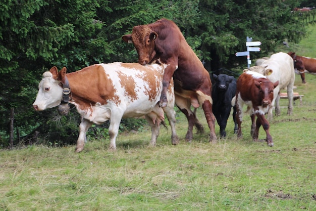 cows mating field 1048944 6633319 1704104040