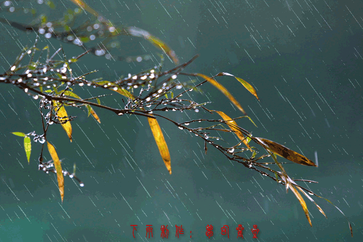 rain-gif-2.gif